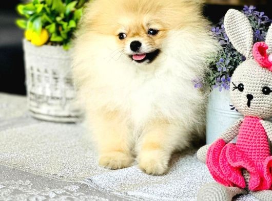 Bi̇r Bi̇ri̇nden  Güzel Ve Sevi̇mli̇ Pomerani̇an Boo Yavru Köpekler görsel