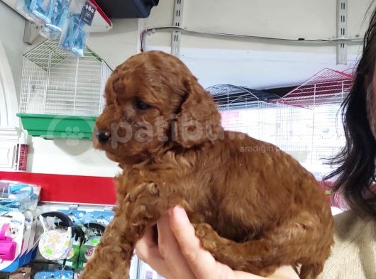 Red Toy Poodle Yavrular görsel
