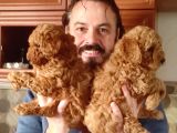 Red Toy Poodle Yavrular