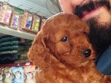 Red Toy Poodle Yavrular