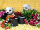 Maltese Teri̇er Yavru