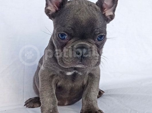 Exotic French Bulldog görsel