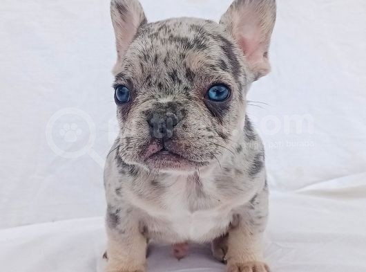 Exotic French Bulldog görsel