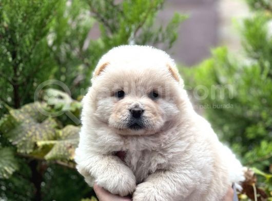 Baby Face Chow Chow Bebekler