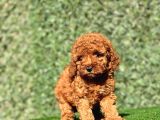 Irkinin En Güzel Toy Poodle Bebekleri̇