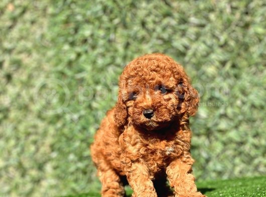 Irkinin En Güzel Toy Poodle Bebekleri̇ görsel