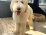 Dev Poodle Hypoallerjenik Yavrular