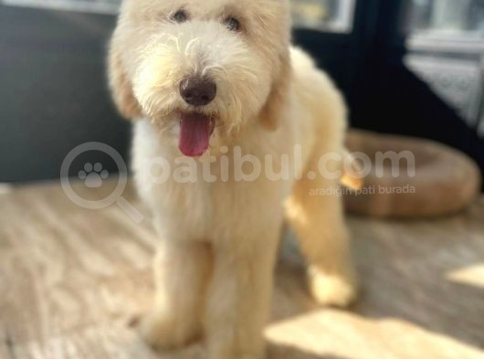 Dev Poodle Hypoallerjenik Yavrular görsel