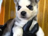 Burkem Den Husky Yavrularımız
