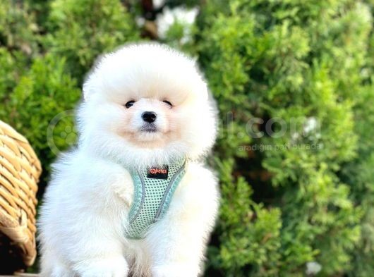 Ayıcık Surat Boo Pomeranian Yavrular görsel