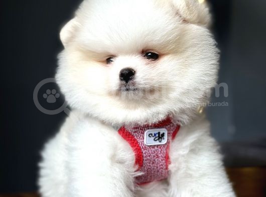 Teddy Bear Optik Beyaz Pomeranian Boo
