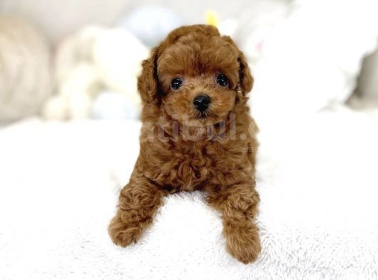 Safkan Toy Poodle Bebekler görsel