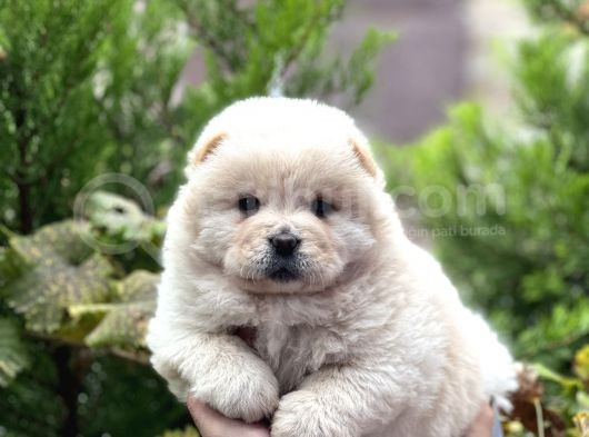 Baby Face Chow Chow Bebekler görsel