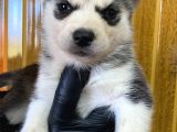 Burkem Den Husky Yavrularımız