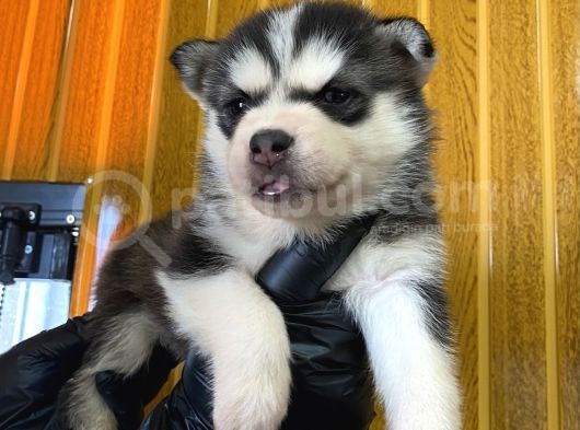 Burkem Den Husky Yavrularımız görsel