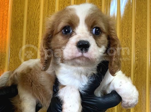 Burkem Den Cavalier King Charles Yavrularımız görsel