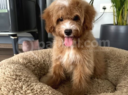 Medium Particolour Australian Labradoodle görsel
