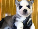 Burkem Den Husky Yavrularımız