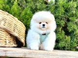 Ayıcık Surat Boo Pomeranian Yavrular