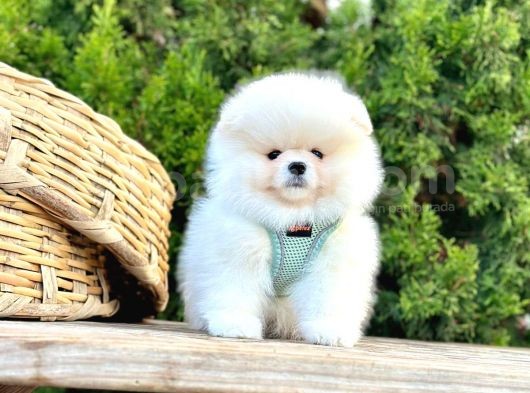 Ayıcık Surat Boo Pomeranian Yavrular görsel