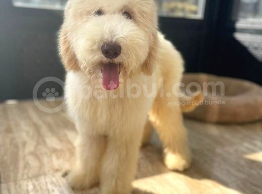 Dev Poodle Hypoallerjenik Yavrular