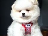 Teddy Bear Optik Beyaz Pomeranian Boo