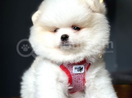 Teddy Bear Optik Beyaz Pomeranian Boo görsel