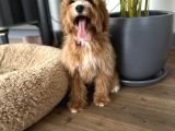 Medium Particolour Australian Labradoodle