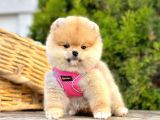 Teddy Face Boo Pomeranian Yavrular