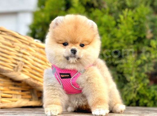 Teddy Face Boo Pomeranian Yavrular görsel