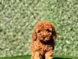 Irkinin En Güzel Toy Poodle Bebekleri̇