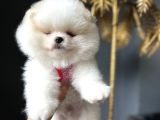 Teddy Bear Optik Beyaz Pomeranian Boo