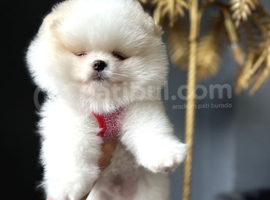 Teddy Bear Optik Beyaz Pomeranian Boo görsel