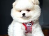 Teddy Bear Optik Beyaz Pomeranian Boo