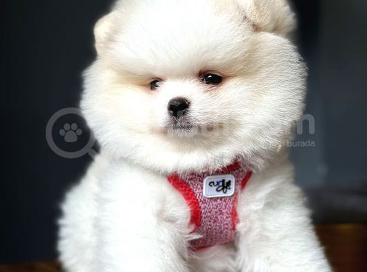 Teddy Bear Optik Beyaz Pomeranian Boo görsel