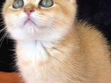 A kalite BRİTİSH SHORTHAİR GOLDEN  yavrular