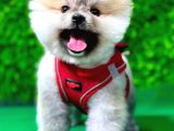 İstanbul'Da Elden Teslim Pomeranian Boo Yavrularımız