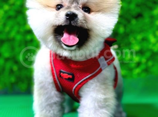 İstanbul'Da Elden Teslim Pomeranian Boo Yavrularımız görsel