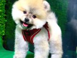 İstanbul'Da Elden Teslim Pomeranian Boo Yavrularımız