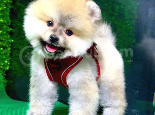 İstanbul'Da Elden Teslim Pomeranian Boo Yavrularımız görsel