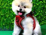 İstanbul'Da Elden Teslim Pomeranian Boo Yavrularımız