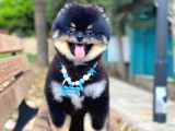 Yakışıklı Pomeranian Boo Yetişkin Evlatlarım