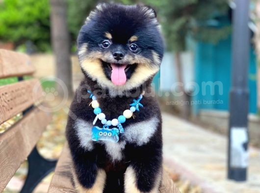 Yakışıklı Pomeranian Boo Yetişkin Evlatlarım görsel