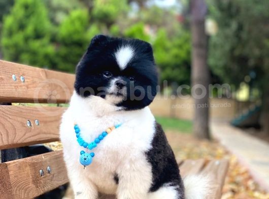 Yakışıklı Pomeranian Boo Yetişkin Evlatlarım görsel