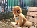 Üç Adet 1 Yaşında Erkek Pomeranian BOO Yavrularımız