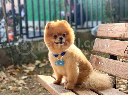 Üç Adet 1 Yaşında Erkek Pomeranian Boo Yavrularımız