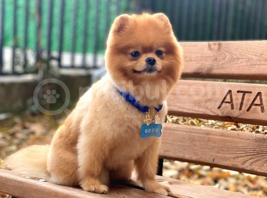 Üç Adet 1 Yaşında Erkek Pomeranian Boo Yavrularımız görsel