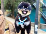 Üç Adet 1 Yaşında Erkek Pomeranian Boo Yavrularımız