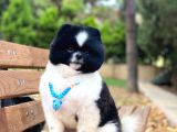 Üç Adet 1 Yaşında Erkek Pomeranian Boo Yavrularımız