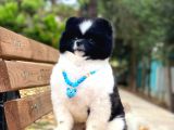 Üç Adet 1 Yaşında Erkek Pomeranian Boo Yavrularımız